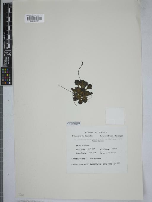 Corallodiscus lanuginosus (Wall. ex R.Br.) B.L.Burtt - 000832766