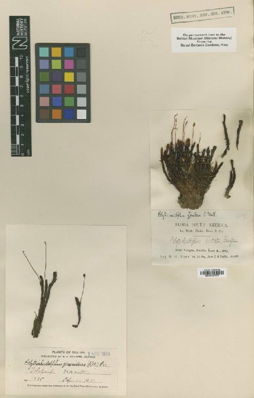Polytrichadelphus grossidens Müll.Hal. ex E.Britton - BM001087574_a