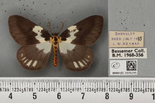 Abraxas grossulariata ab. actinota Raynor, 1920 - BMNHE_1876295_436759