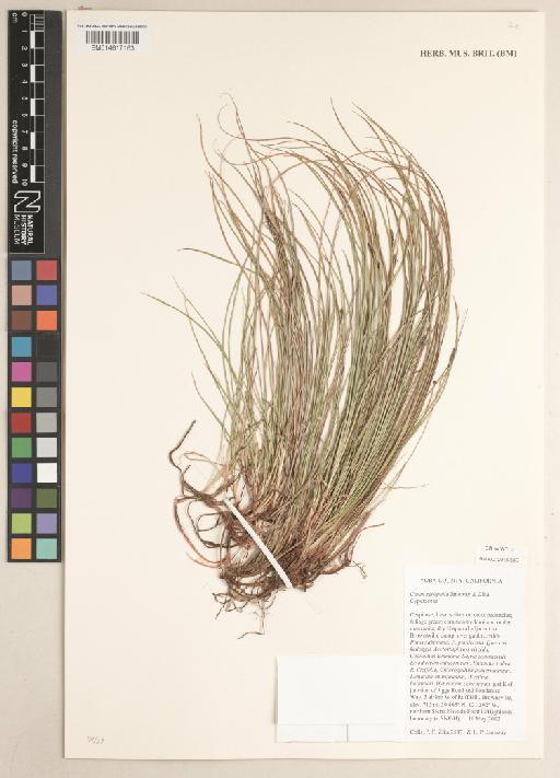 Carex xerophila Janeway & Zika - 014617163