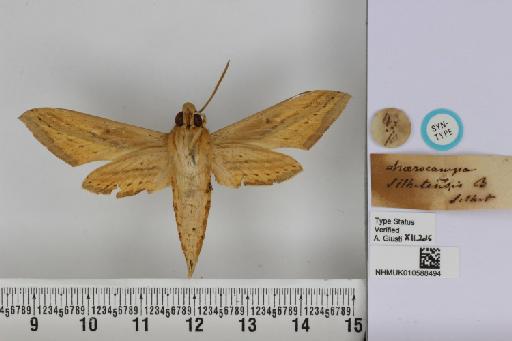 Theretra silhetensis silhetensis (Walker, 1856) - NHMUK_010588494_Chaerocampa_silhetensis_Walker_ST_ventral_and_labels.JPG