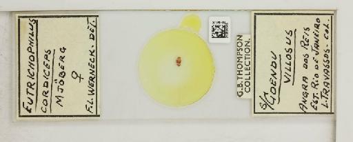 Eutrichophilus cordiceps Mjoberg, 1910 - 010696565_108797_1429405