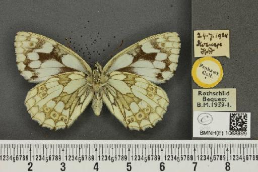 Melanargia galathea serena Verity, 1913 - BMNHE_1068899_34621