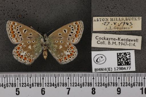 Polyommatus icarus icarus ab. elongata Tutt, 1910 - BMNHE_1298477_149053