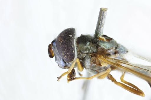 Argentinomyia aeneus (Williston, 1891) - Ocyptamus aenea ST head lateral