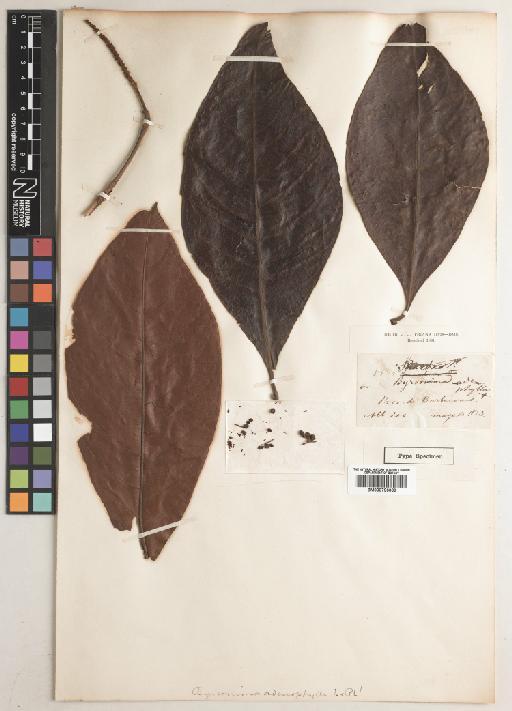 Byrsonima adenophylla Triana & Planch. - BM000796089