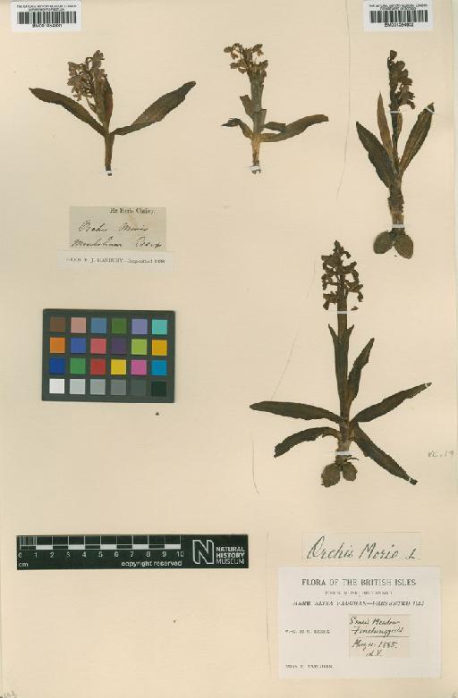 Anacamptis morio (L.) R.M.Bateman, Pridgeon & M.W.Chase - BM001054931.tif