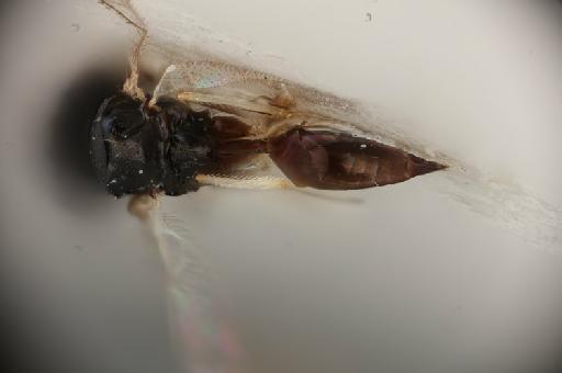 Pterosemopsis eilogoa Boucek, 1988 - 013457783_Pterosemopsis_eilogoa_HT-F-5.3272_meta-x300.tif