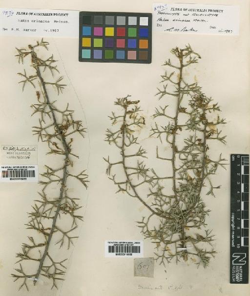 Hakea erinacea Meisn. - BM000915656