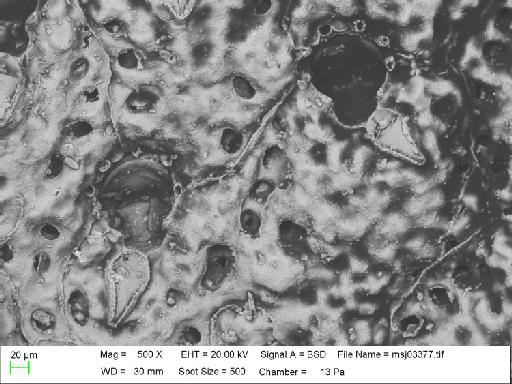 Parasmittina kirkpatricki Hayward, 1988 - Parasmittina_kirkpatricki_msj03377