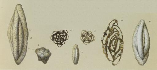 Miliolina alveoliniformis Brady, 1879 - ZF1819_8_17_Schlumbergerina_alveoliniformis.jpg