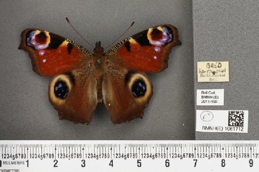 Aglais io (Linnaeus, 1758) - BMNHE_1061712_22375