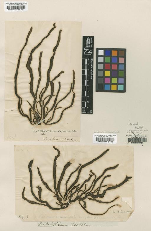 Suringariella harveyana (J.Agardh) Womersley & Bailey - BM000563125