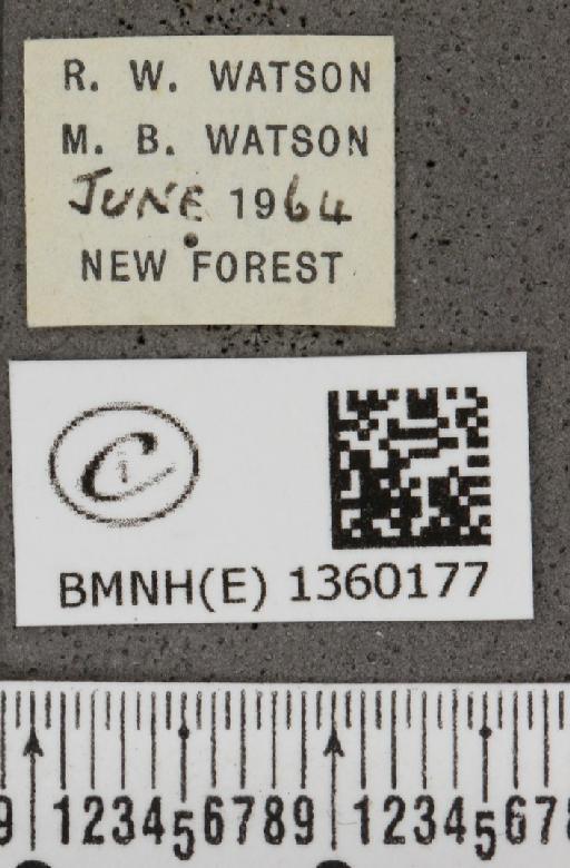 Plebejus argus argus ab. magnipuncta Tutt, 1909 - BMNHE_1360177_label_154538