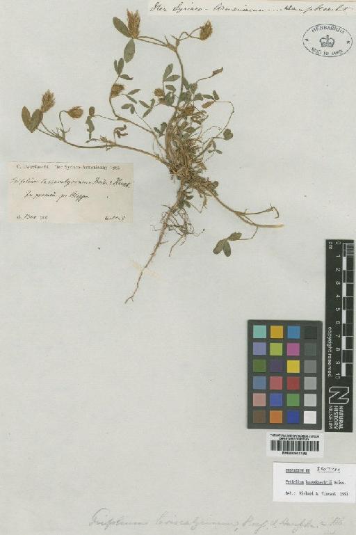 Trifolium haussknechtii Boiss - BM000901198