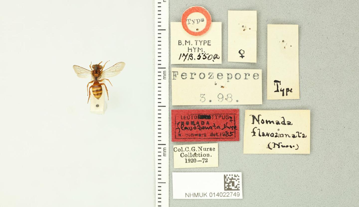 Nomada flavozonata