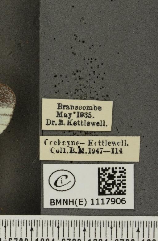 Leptidea sinapis sinapis Linnaeus, 1758 - BMNHE_1117906_label_73079