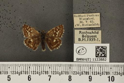 Pyrgus malvae (Linnaeus, 1758) - BMNHE_1122882_77805