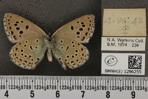 Maculinea arion eutyphron ab. retrojuncta Courvoisier, 1911 - BMNHE_1296255_147273