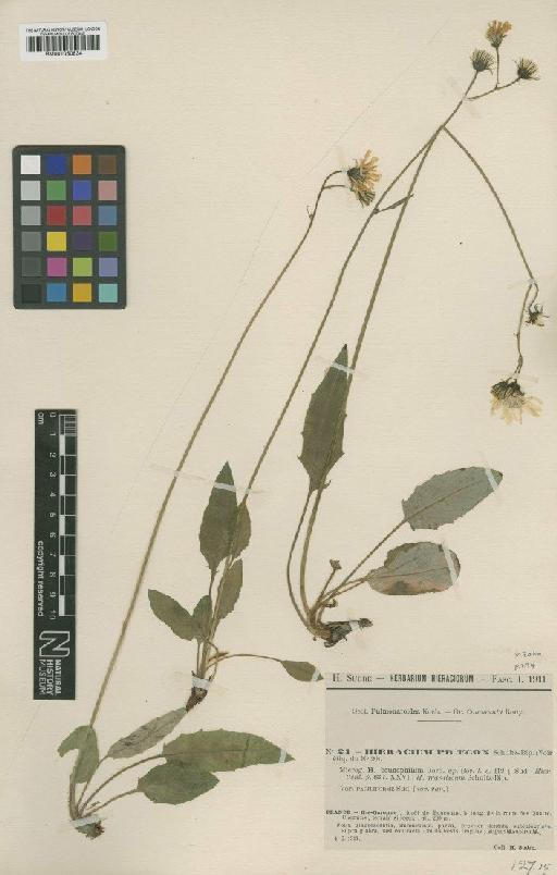 Hieracium praecox subsp. bounophilum Jord. - BM001050834