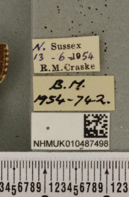 Euclidia mi ab. costimacula Cockayne, 1951 - NHMUK_010487498_label_545304