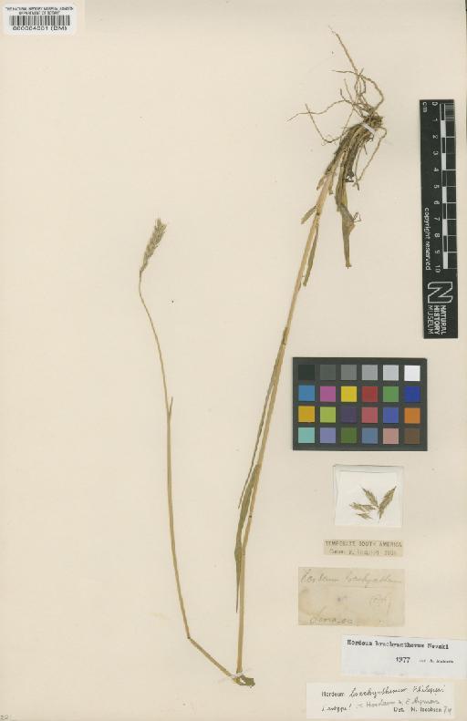 Hordeum brachyantherum Nevski - BM000084831