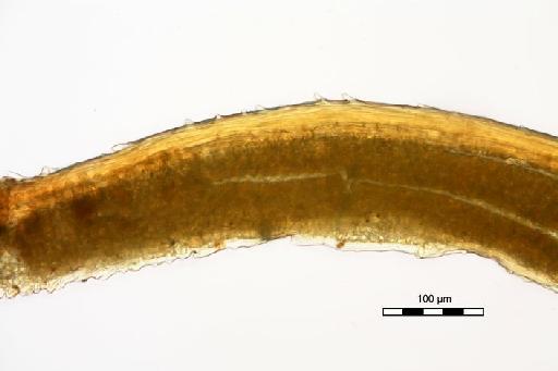 Syrrhopodon gaudichaudii Mont. - Syrrhopodon lepervanchei_BM000677442spine.jpg