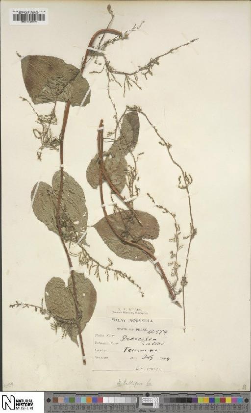 Dioscorea bulbifera L. - BM001049823