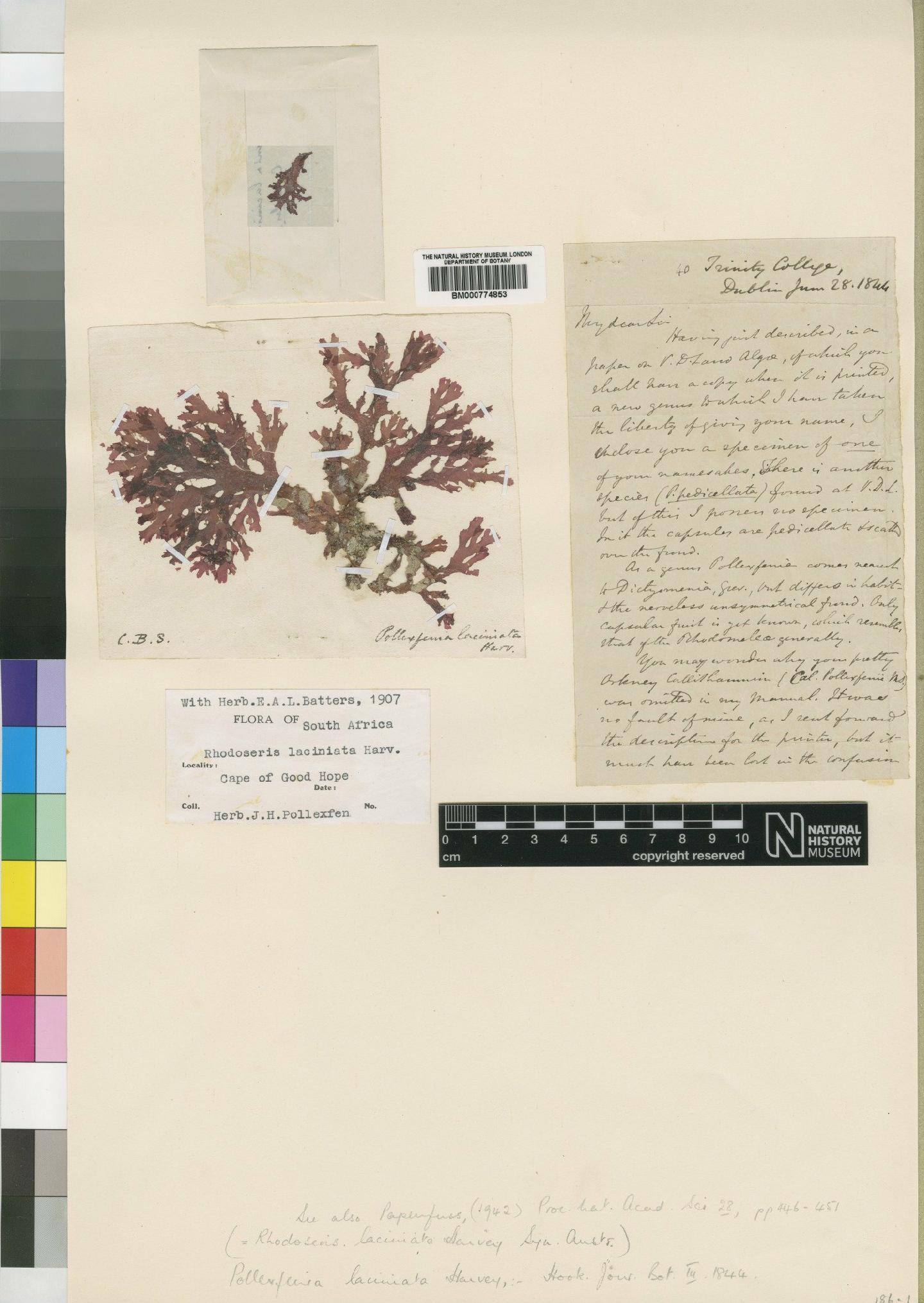 To NHMUK collection (Rhodoseris laciniata Harvey; TYPE; NHMUK:ecatalogue:4858413)