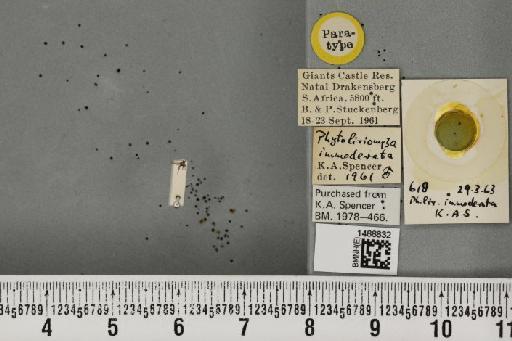 Phytoliriomyza immoderata Spencer, 1963 - BMNHE_1488832_52679