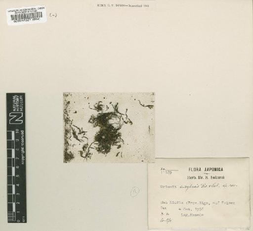 Grimmia pilifera P.Beauv. - BM000555321