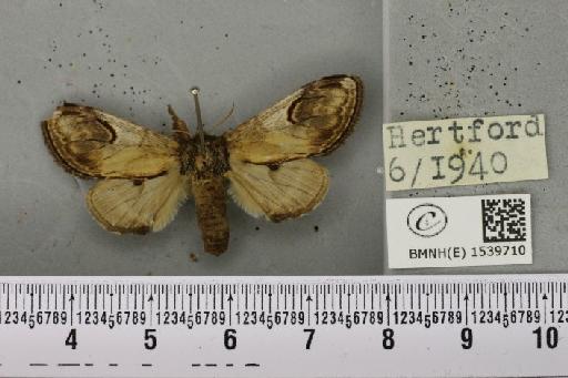 Notodonta ziczac ziczac (Linnaeus, 1758) - BMNHE_1539710_244874