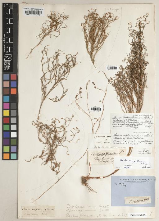 Desmocladus flexuosus (R.Br.) B.G.Briggs & L.A.S.Johnson - BM001234619
