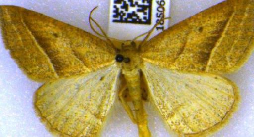 Petrophora chlorosata (Scopoli, 1763) - BMNH(E)_1850633