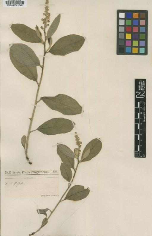 Croton occidentalis var. setosus Chodat & Hassl. - BM000504280