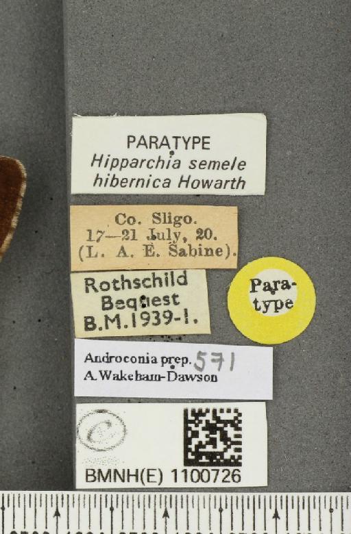 Hipparchia semele hibernica Howarth, 1971 - BMNHE_1100726_label_11816