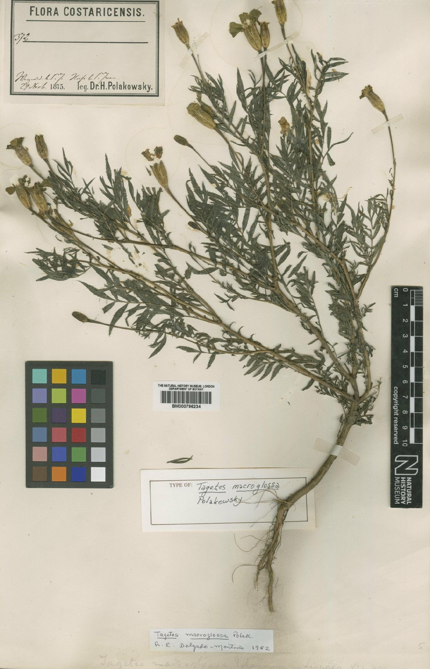 To NHMUK collection (Tagetes macroglossa Polakowsky; Type; NHMUK:ecatalogue:4989262)