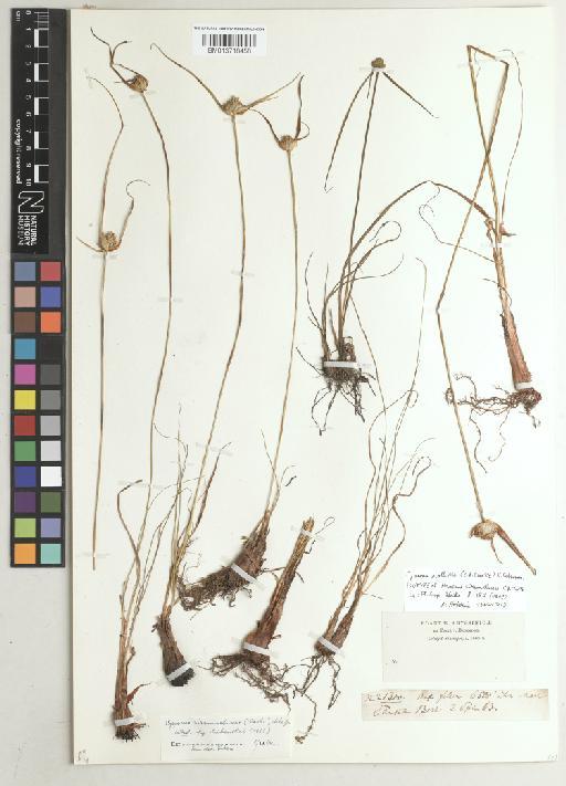 Cyperus mollipes (C.B.Clarke) K.Schum. - BM013718458