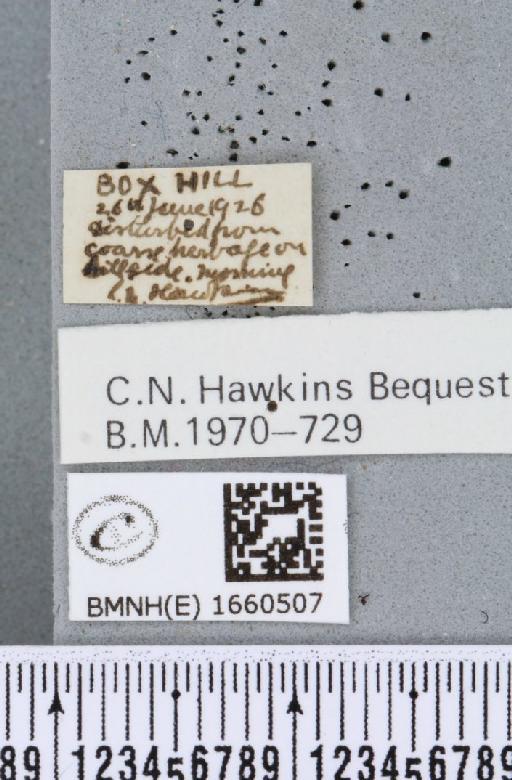 Setina irrorella (Linnaeus, 1758) - BMNHE_1660507_label_258944