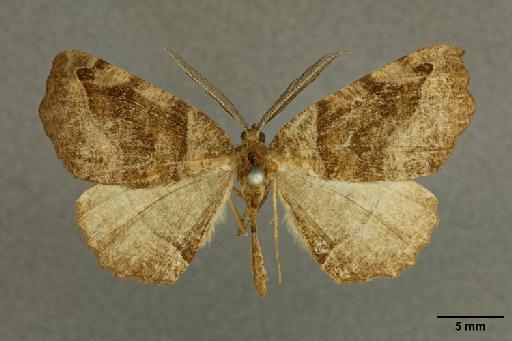 Selenia myrina Druce, 1892 - 015106518_Selenia_myrina_ST_dorsal_habitus