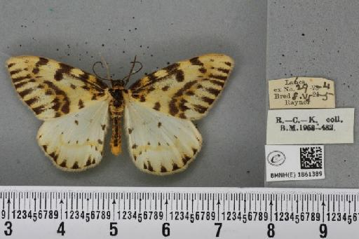 Abraxas grossulariata (Linnaeus, 1758) - BMNHE_1861389_417868