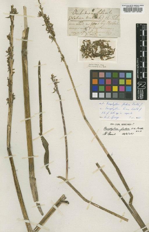 Prasophyllum fimbria Rchb.f. - BM000051524