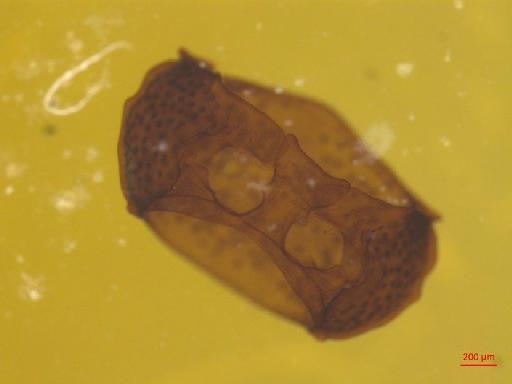 Eumolpinae Hope, 1840 - 010131372___16