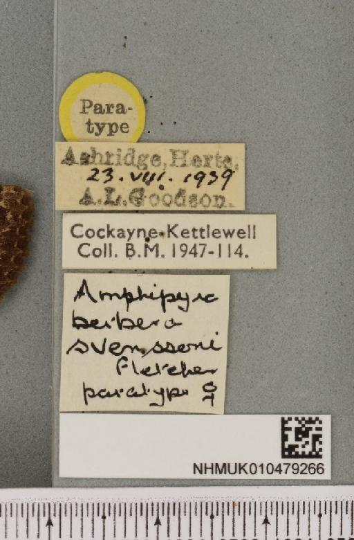 Amphipyra berbera svenssoni Fletcher, D.S., 1968 - NHMUK_010479266_label_571661