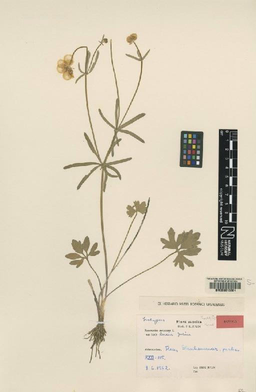 Ranunculus auricomus subsp. ducis Julin - BM000613801