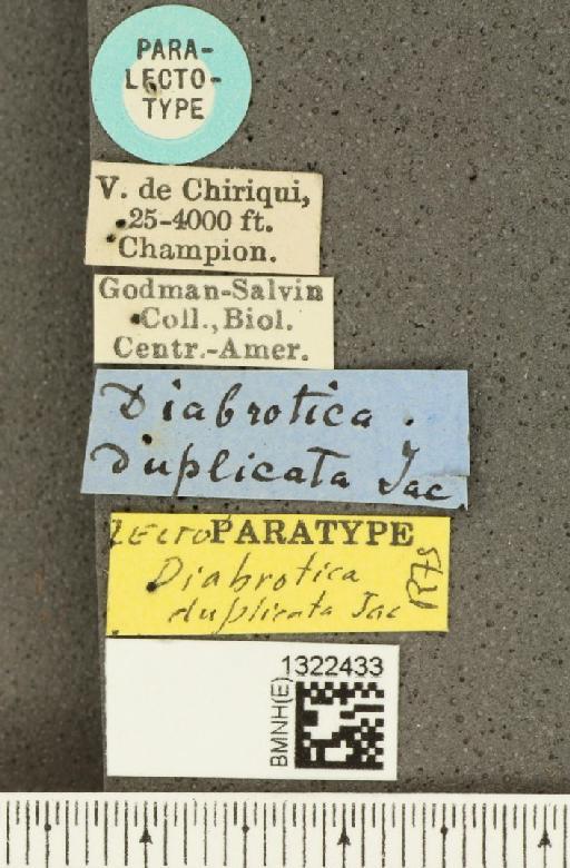 Diabrotica duplicata Jacoby, 1887 - BMNHE_1322433_label_18491