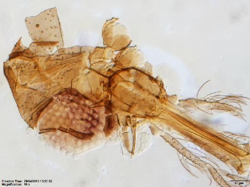 Lutzomyia (Trichophoromyia) rostrans Summers, 1912 - Lutzomyia_rostrans-BMNH(E)1722083_PR-female_head-10x.tif