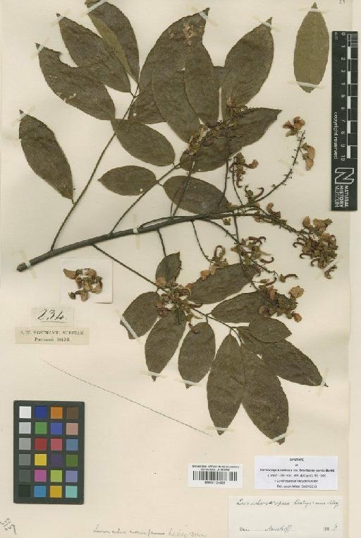 Lonchocarpus hedyosmus Miq. - BM001124065