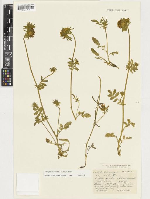 Anthyllis vulneraria subsp. vulneraria L. - BM001037818
