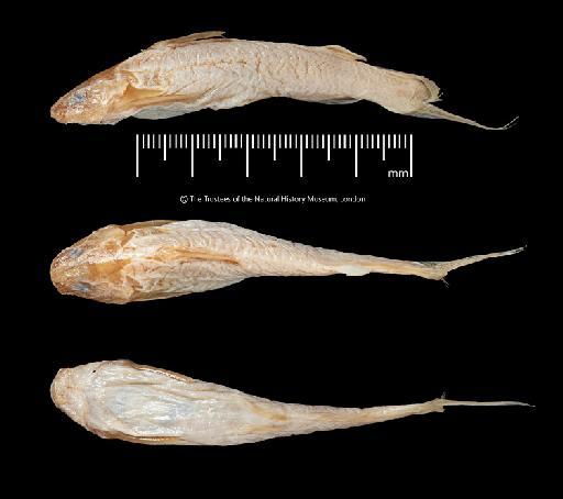 Liocassis breviceps Regan, 1913 - BMNH 1889.11.12.64-65, SYNTYPES, Liocassis breviceps, a